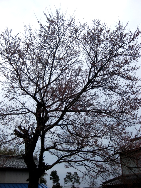 エドヒガン・・蕾