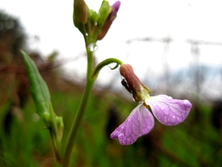 雨ばかりでしたが・・花。