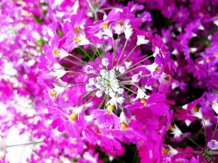 雨ばかりでしたが・・花。