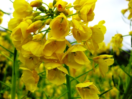 菜種梅雨かな？・・ヤマザクラ
