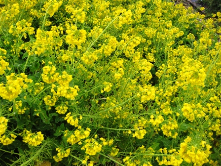 菜種梅雨かな？・・ヤマザクラ