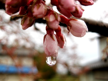 エドヒガン・・数輪の開花は雨中