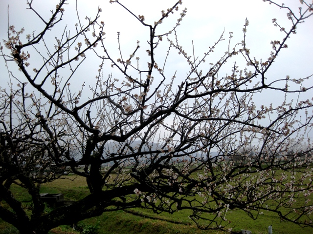 梅は咲いたし桜はもう少し！