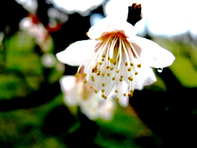 梅は咲いたし桜はもう少し！