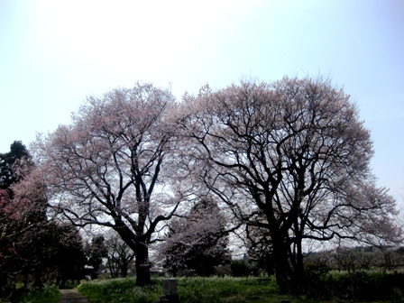 夫婦桜
