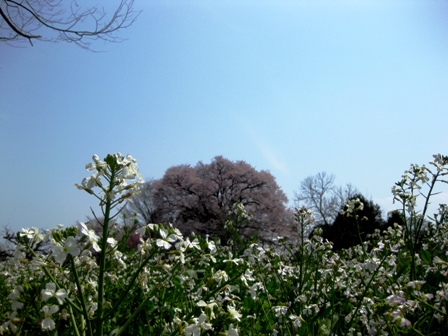 夫婦桜