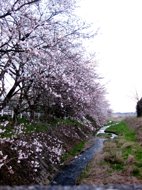 竹生の桜（ちくぶのさくら）