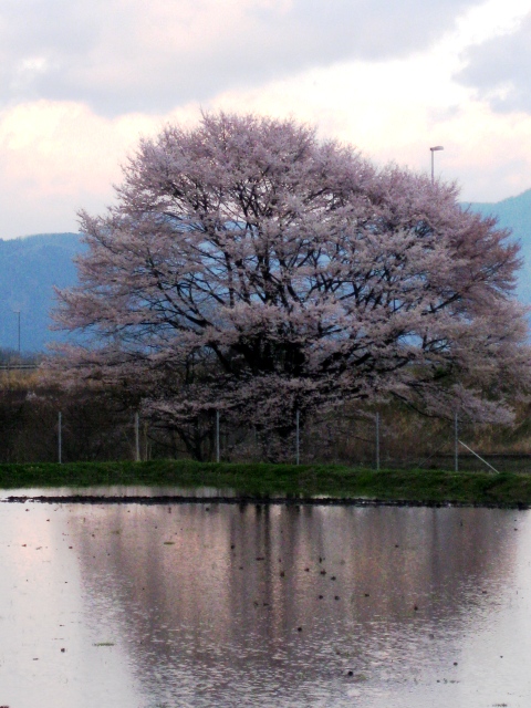 竹生の桜（ちくぶのさくら）