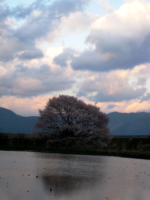 竹生の桜（ちくぶのさくら）