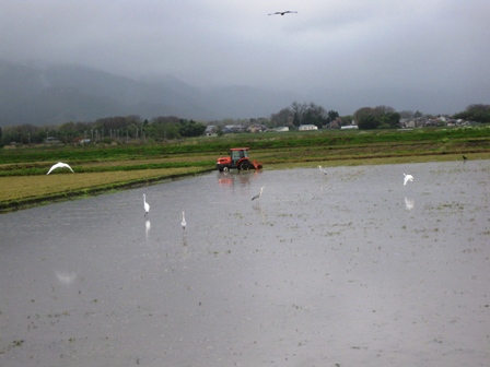 田植え準備作業