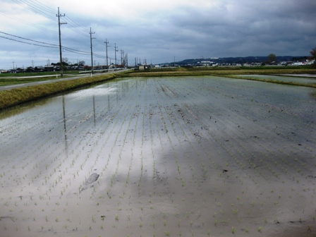 田植え作業が・・一部ですが