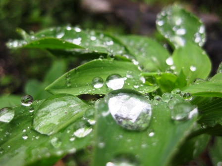 雨上がりの滴・・・