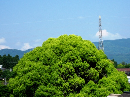 ボートに樹木に芍薬