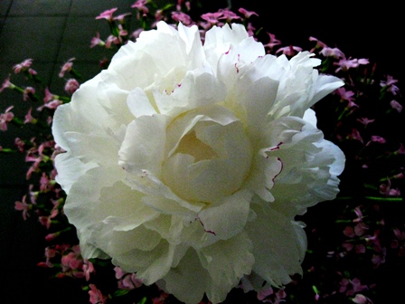 ボートに樹木に芍薬