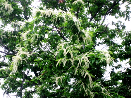 雨に中・・