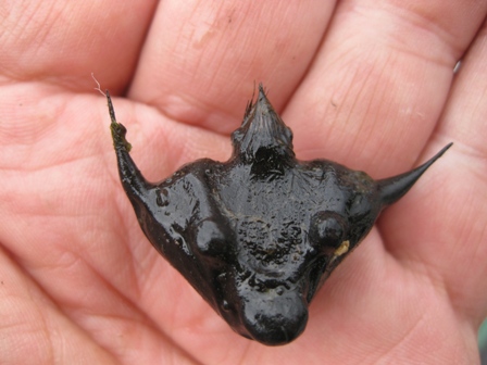 菱の実、ﾎﾃｲｱｵｲ、ザリガニ・・沼地で