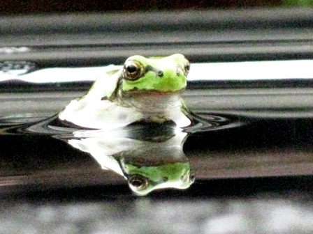 雨にドップリ雨蛙