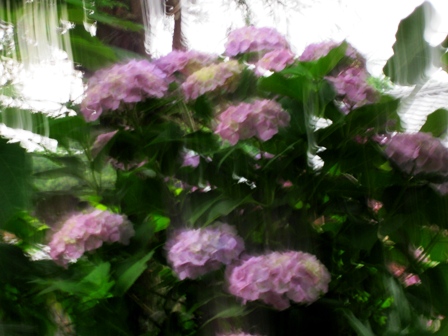 紫陽花色々