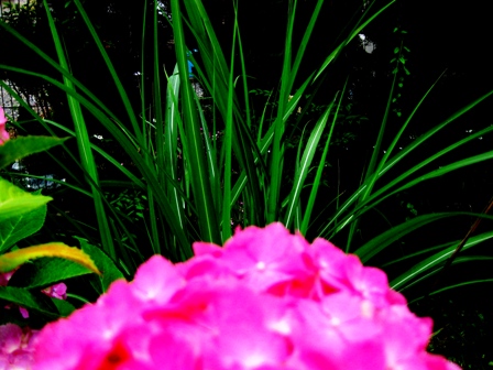 紫陽花色々