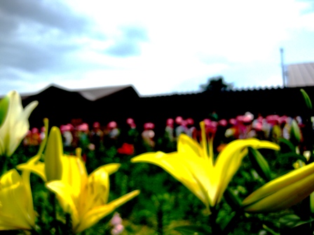 びわこ箱館山ゆり園２０１０