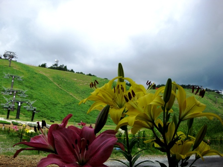 びわこ箱館山ゆり園２０１０