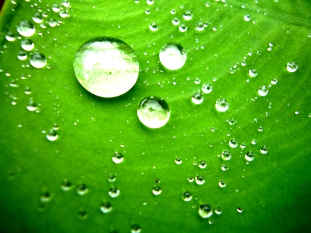 雨が上がって・・セミの声や・・