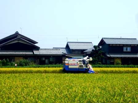 稲刈りが始まって・・酒波寺から高島病院工事中まで