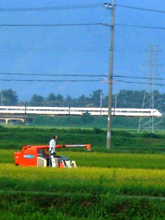 稲刈り、鷺草、抜け殻・・
