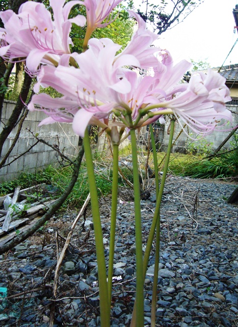 ナツズイセン