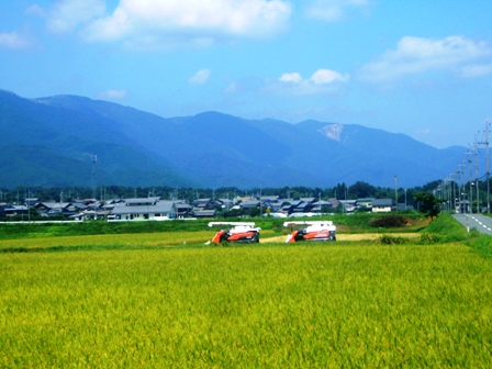 炎天の黄金