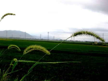 夕方から雨が・・・深い秋ですか？？