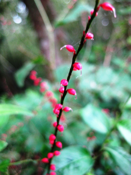 水引の花