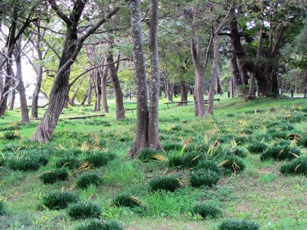 朝の漁・・彼岸花のその後