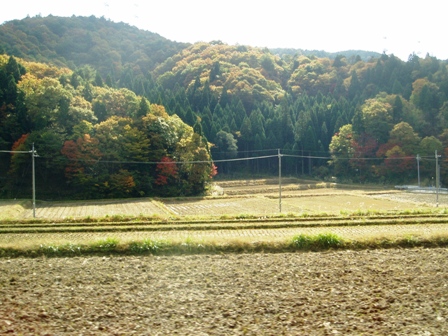 11月１１日・・今日の風景