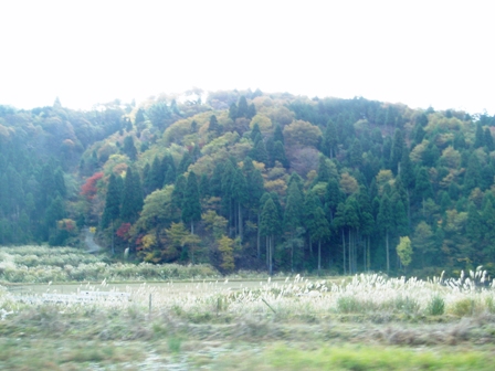 11月１１日・・今日の風景