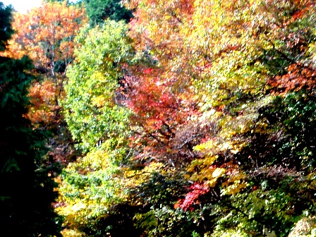 11月１１日・・今日の風景