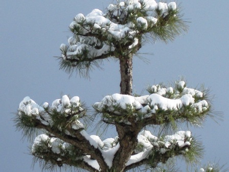 歳旦祭・・雪