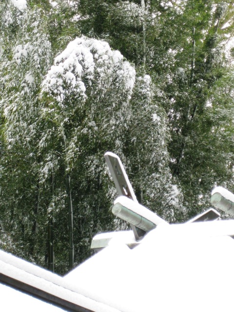 歳旦祭・・雪