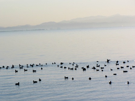 水鳥みながら・・高島市風景。