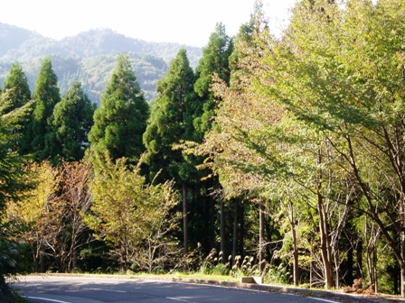 水鳥みながら・・高島市風景。