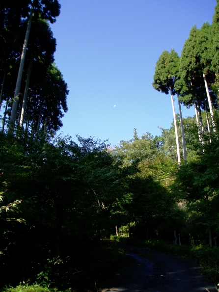 水鳥みながら・・高島市風景。