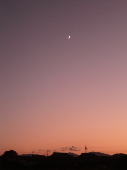 コスモス夕景・・