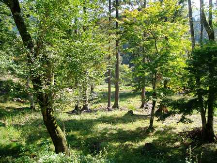 風景それぞれ・・と、朽木池の沢庭園