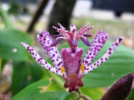 ホトトギス・・植物