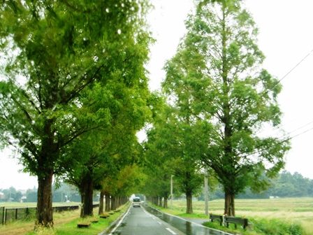 秋雨で高島市風景の日曜日
