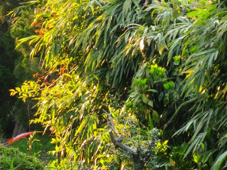 草刈三昧
