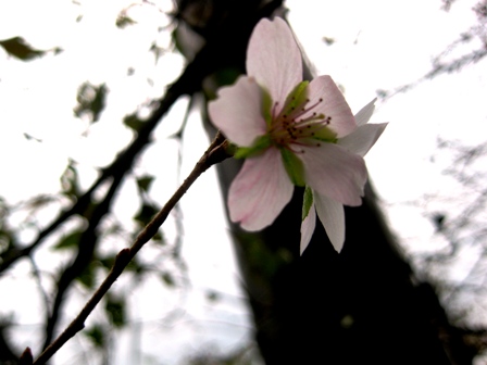 桜・・１０月
