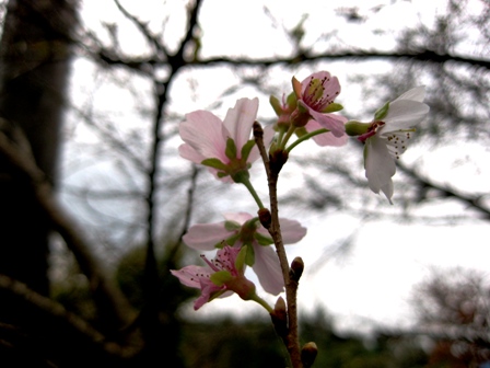 桜・・１０月