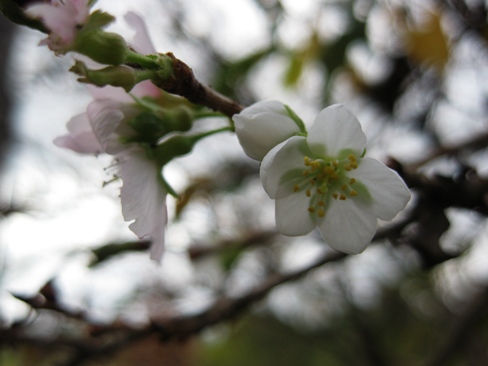 11月ですが・・１０月桜がチラリと少し