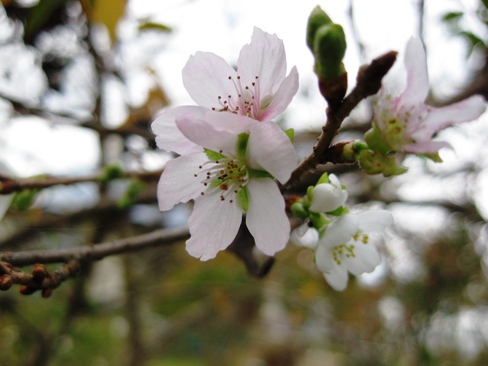 11月ですが・・１０月桜がチラリと少し